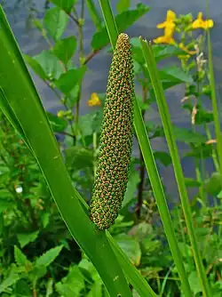 Inflorescence, stade avancé.