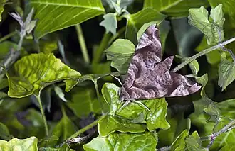 Description de cette image, également commentée ci-après