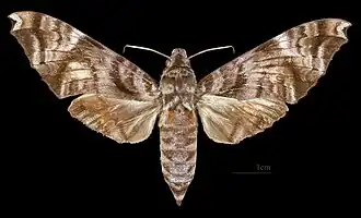 Acosmeryx sericeus   ♀