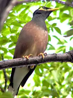 Martin triste perché