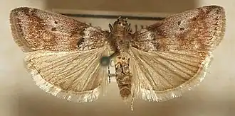 Description de l'image Acrobasis.consociella.mounted.jpg.