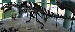 Vue latérale d'un squelette d’Acrocanthosaurus.