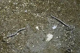 Mode de vie fouisseur