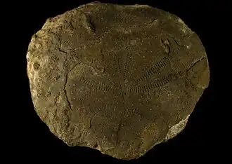 Acrolusia gauthieri, un Acrolusiidae