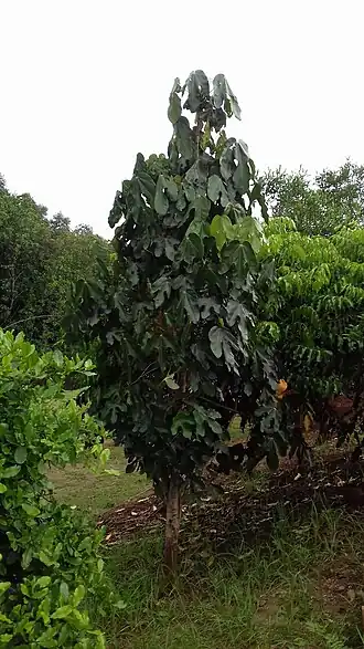 Description de l'image Acropogon jaffrei (vue d'ensemble).jpg.