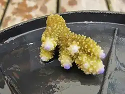 Gros plan sur les corallites.