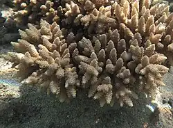 Acropora gemmifera à La Réunion.
