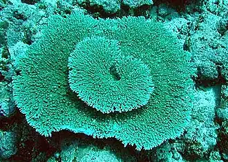 Description de l'image Acropora glauca.jpg.