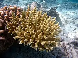 Acropora secale