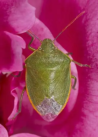 Hémelytres d'une punaise verte.