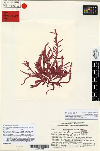 Description de l'image Acrosymphyton firmum M.W.Hawkes (AM AK295823).jpg.