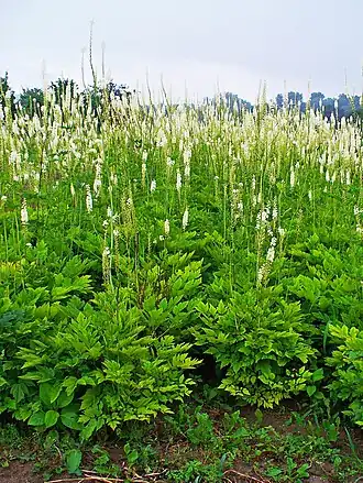 Description de l'image Actaea racemosa 005.JPG.