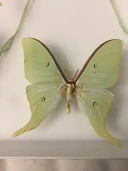 Actias artemis ssp. aliena, mâle