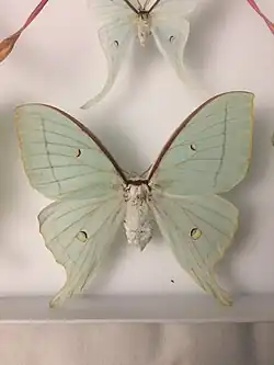 Actias gnoma, femelle