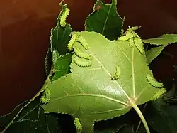 Deuxième stade larvaire