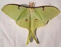 Actias luna