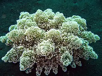 Actinodendron arboreum, une Actinodendridae.