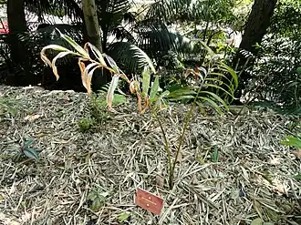 Description de cette image, également commentée ci-après