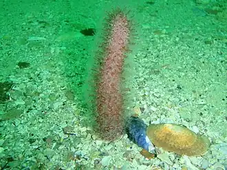 Actinoptilum molle (Echinoptilidae).