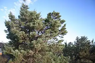 Description de cette image, également commentée ci-après