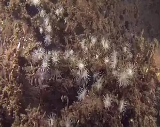 L’anémone marguerite colonise les substrats durs comme les rochers ou vit en épibiose.