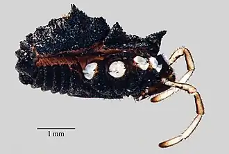 Description de cette image, également commentée ci-après