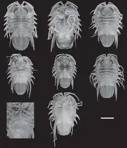 Acutiserolis spinosa