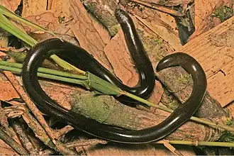 Description de l'image Acutotyphlops solomonis.jpg.