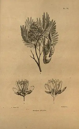 Description de l'image Adansonia (Pl. VI) BHL6467881.jpg.