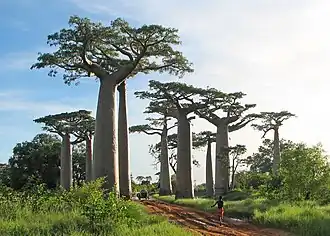 Adansonia grandidieri, Madagascar.
