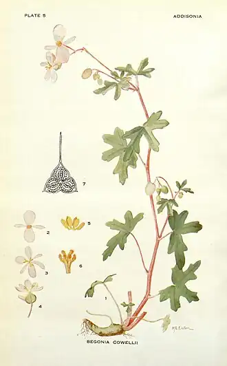 Description de l'image Addisonia (PLATE 005) (8574238475).jpg.