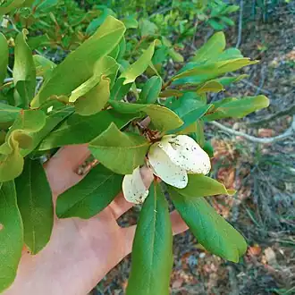 Description de l'image AddysgreenhouseAO1.jpg.