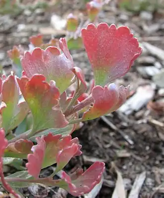 Description de l'image Adenanthos cuneatus prostrate form.jpg.