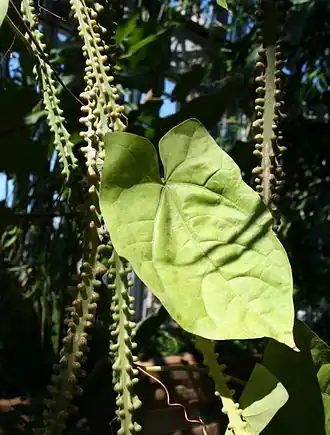 Description de l'image Adenia lobata IMG 1319.jpg.