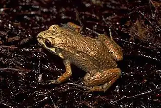 Description de l'image Adenomera araucaria.jpg.