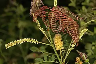 Description de l'image Adenopodia spicata 5Dsr 4739.jpg.