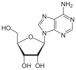structure chimique de l'adenosine