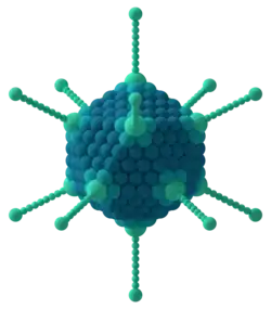 Capside icosaédrique d'un adénovirus.