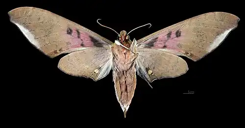 Revers de la femelle(coll.MHNT)