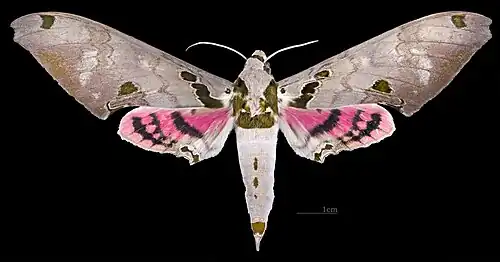 Avers du mâle (coll.MHNT)