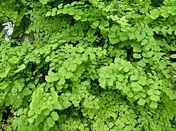 Capillaire de Montpellier.