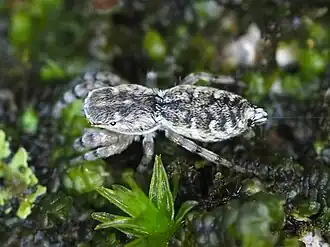 Description de l'image Admestina.jpg.