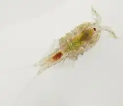 Tigriopus brevicornis (Copepoda)