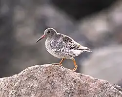 Un bécasseau violet à l'Adventfjorden.