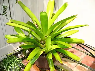 Description de l'image Aechmea_blanchetiana.jpg.