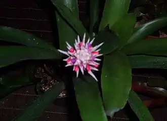 Description de l'image Aechmea dealbata.jpg.