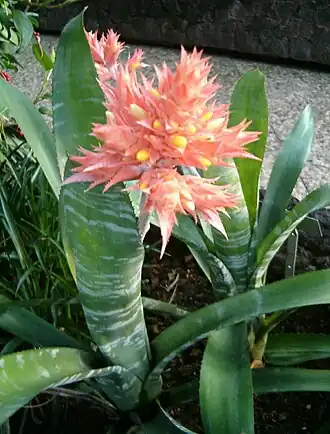 Description de cette image, également commentée ci-après