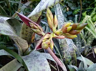 Description de l'image Aechmea fosteriana 2.JPG.