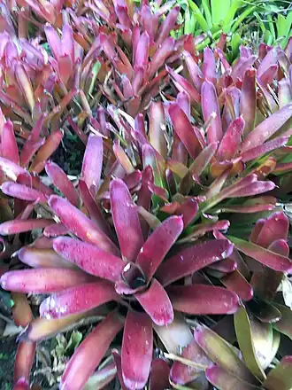 Description de l'image Aechmea pseudonudicaulis.jpg.