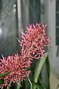 Inflorescence.